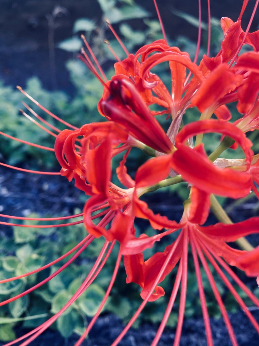 如火如血般美丽坐标:日本京都-家附近的彼岸花在中国彼岸花的花语是