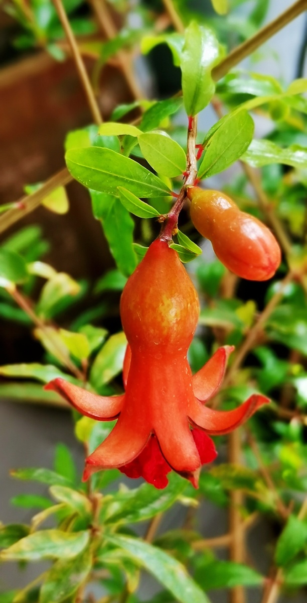 石榴花