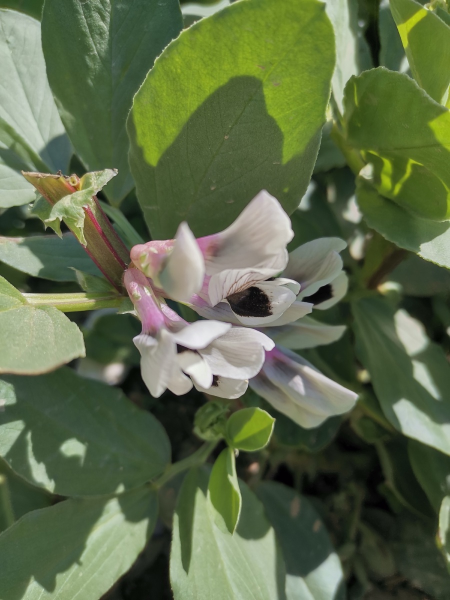 兰花豆,你见过吗?