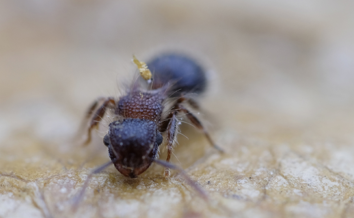 二色盾胸切叶蚁