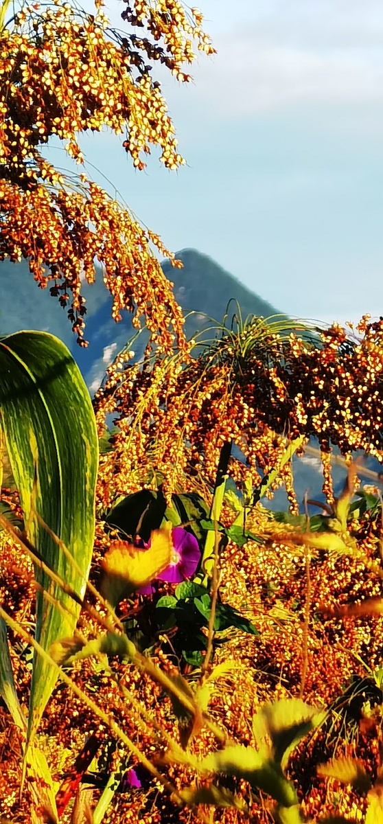 金色中秋稻谷香