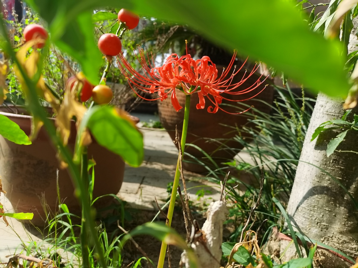 院子里的野生红花石蒜又名血红的彼岸花