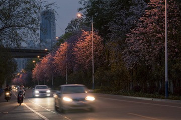 _DMN5208