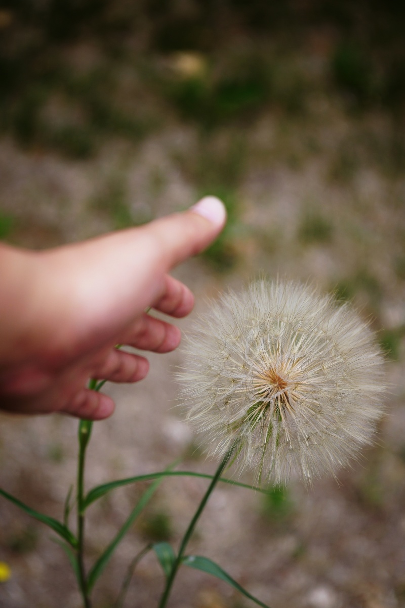 拳头大的蒲公英markii
