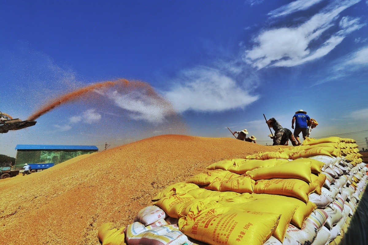 丰收季拍摄于2021年6月5日河南延津高高的麦堆上人们在忙碌