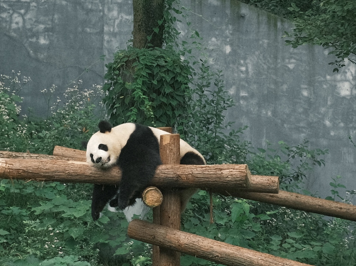 熊猫南京红山森林动物园富士胶片随拍动物日本熊猫双胞胎