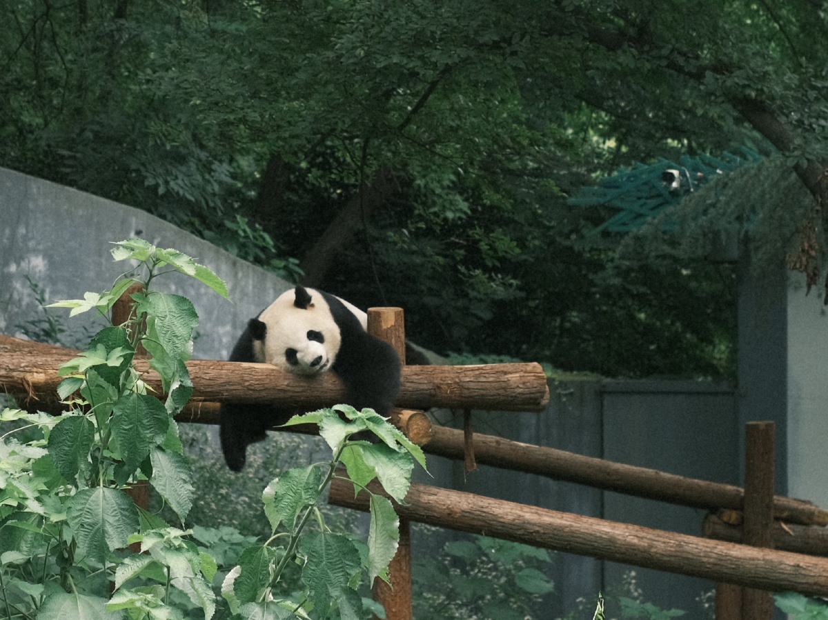 熊猫南京红山森林动物园富士胶片随拍动物日本熊猫双胞胎