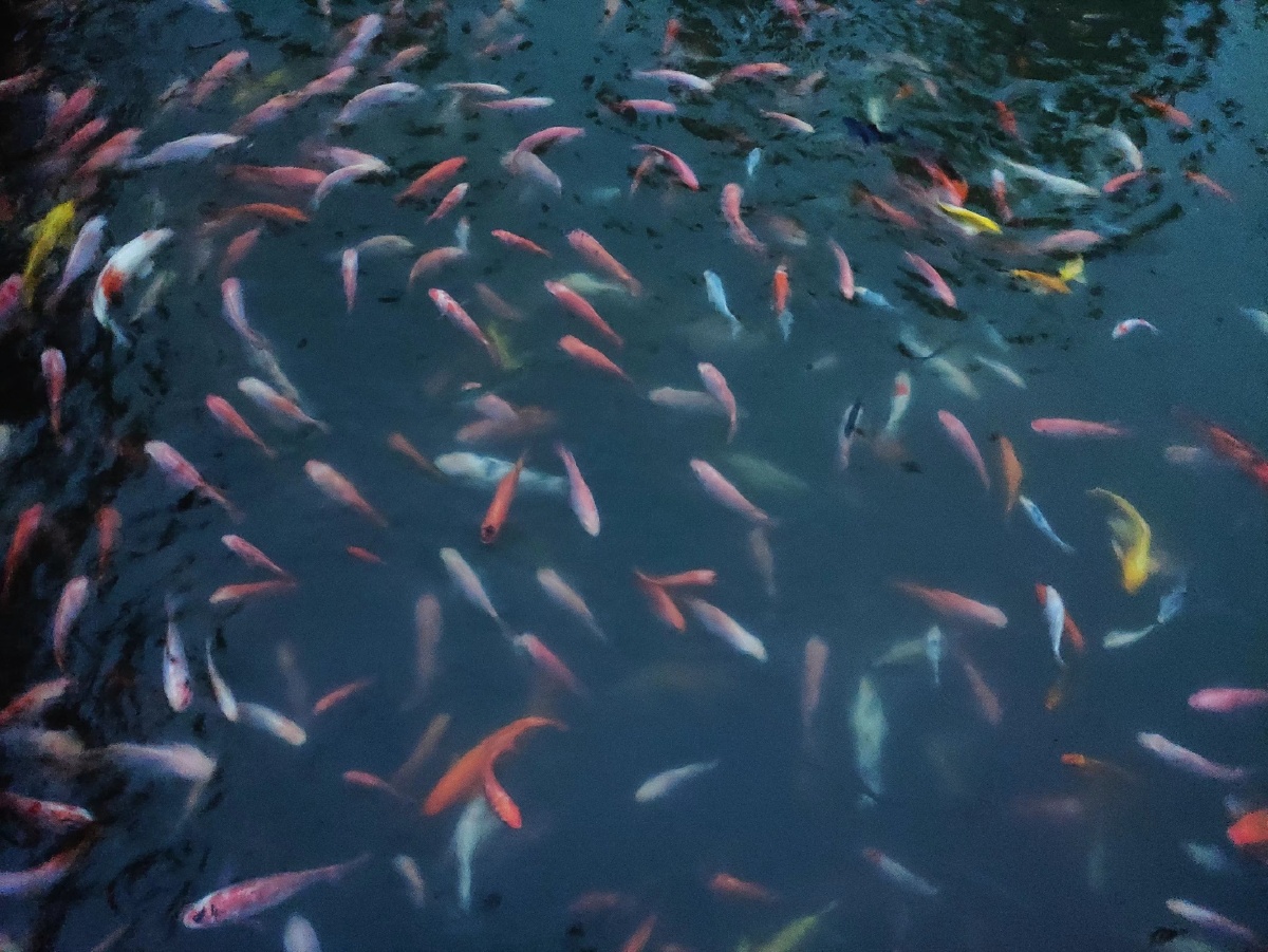 红鲤鱼与绿鲤鱼与驴