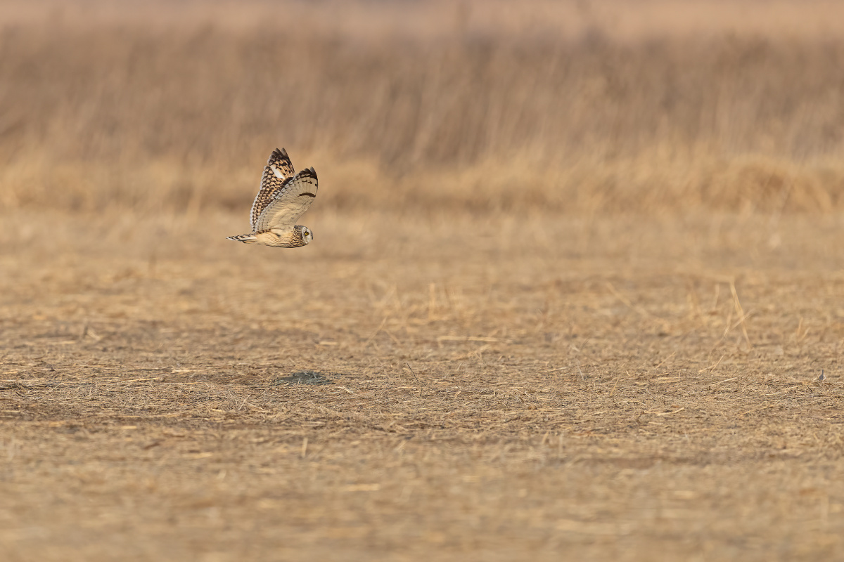 短耳鸮(英文名:short-eared owl,学名:asio flammeus) - road50