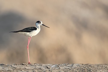 116188