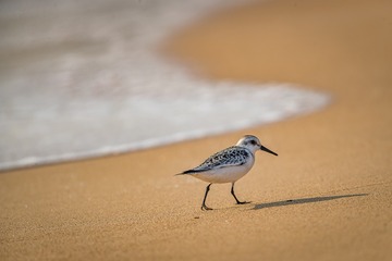 75094