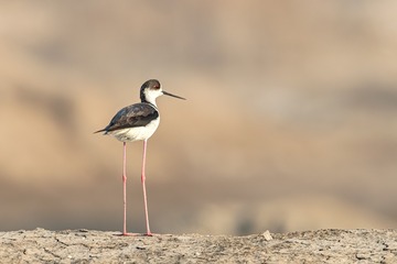 116187