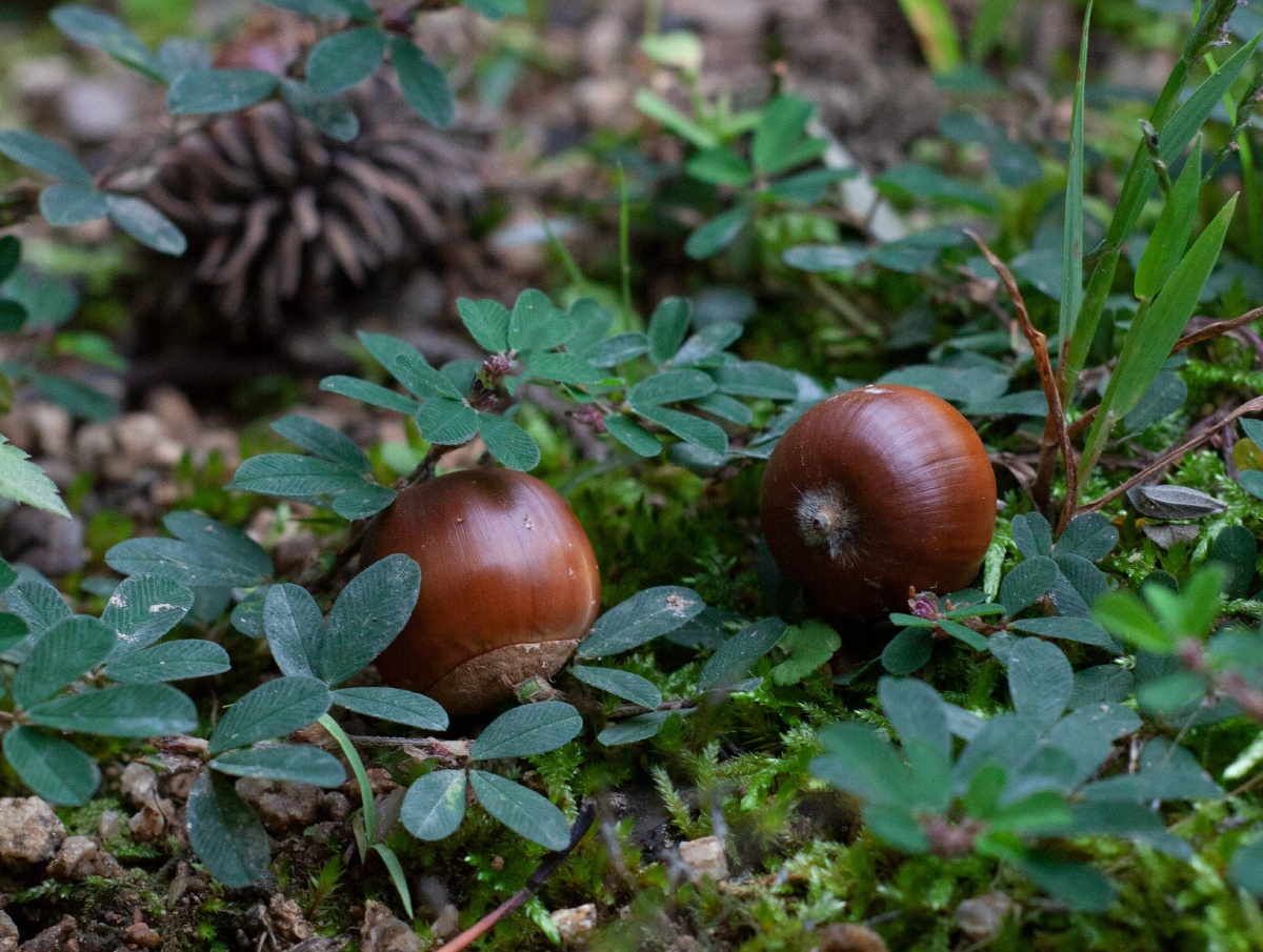 橡果- 骨碎补 - 图虫
