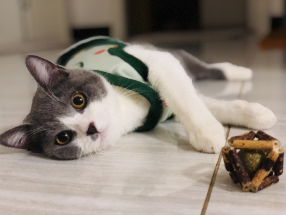 喵生如此惬意我们互换可好