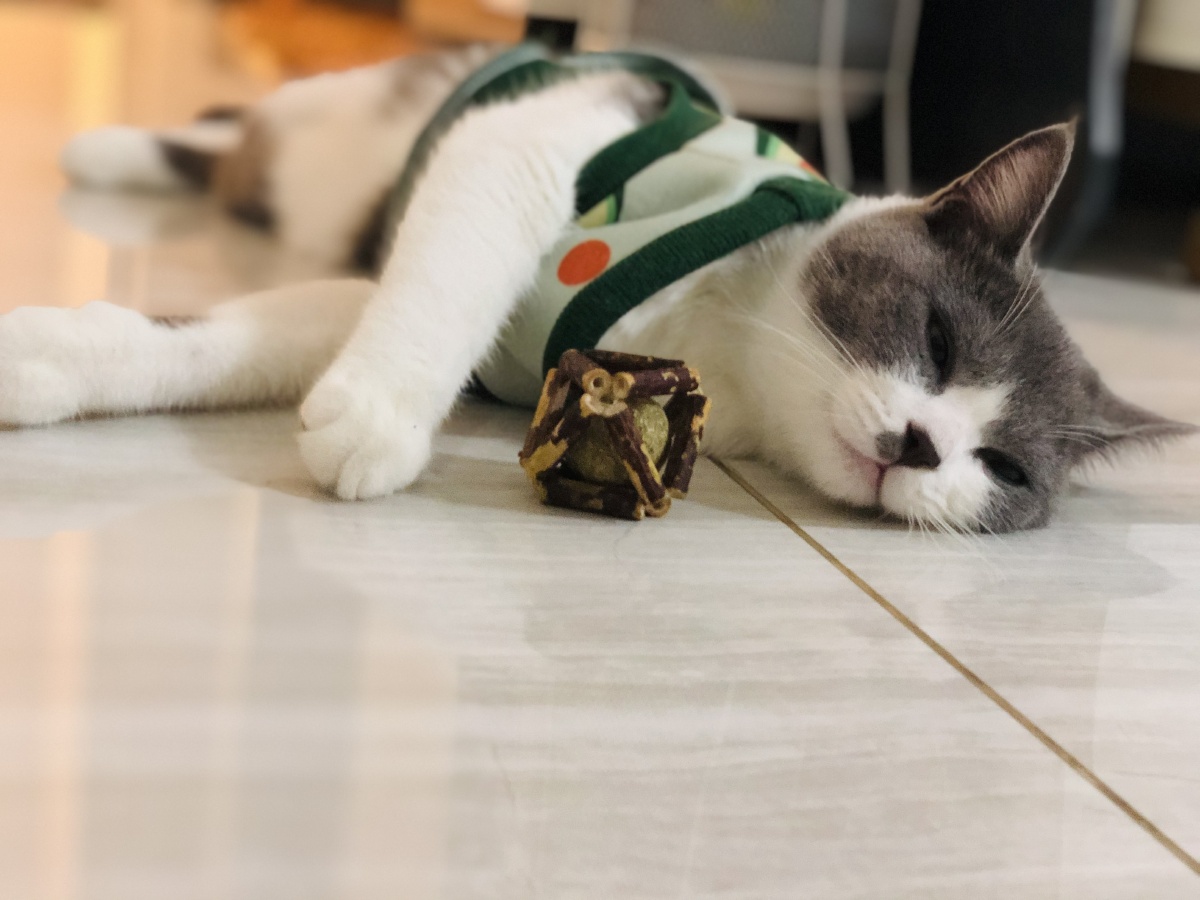 喵生如此惬意我们互换可好