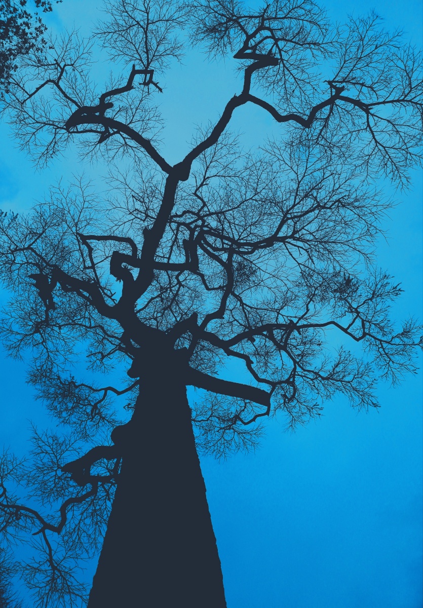 冬日里孤独的树