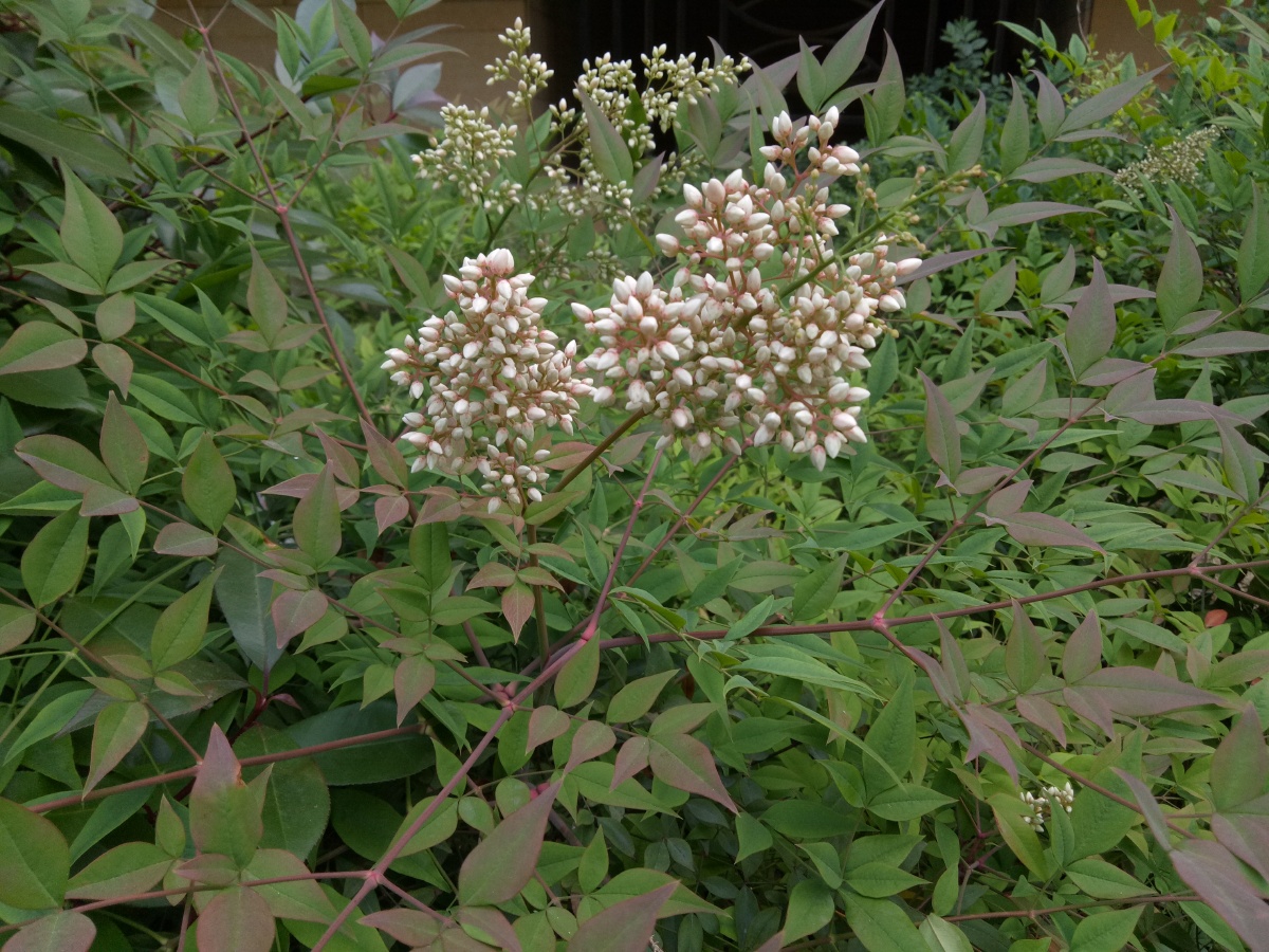 街上的南天竹开花了,白里透红