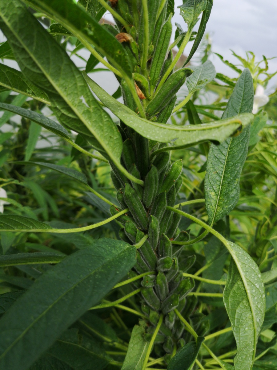 芝麻成熟了