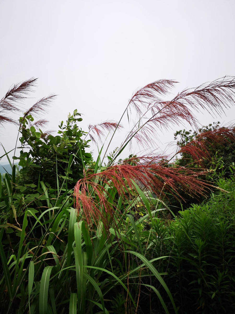 随风摇摆的红色芦苇荡