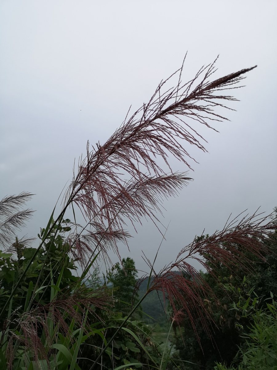 随风摇摆的红色芦苇荡