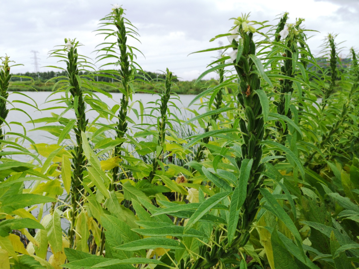 芝麻成熟了