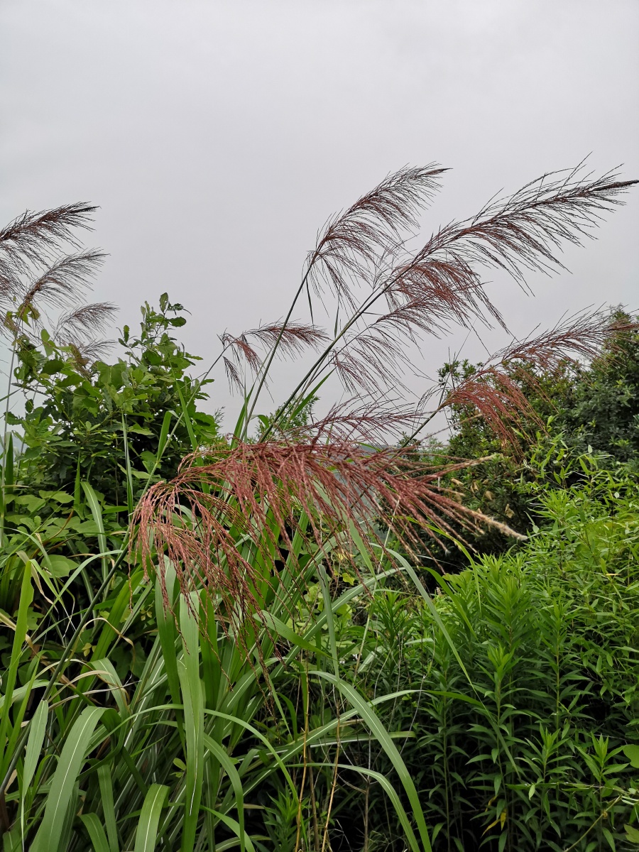 随风摇摆的红色芦苇荡