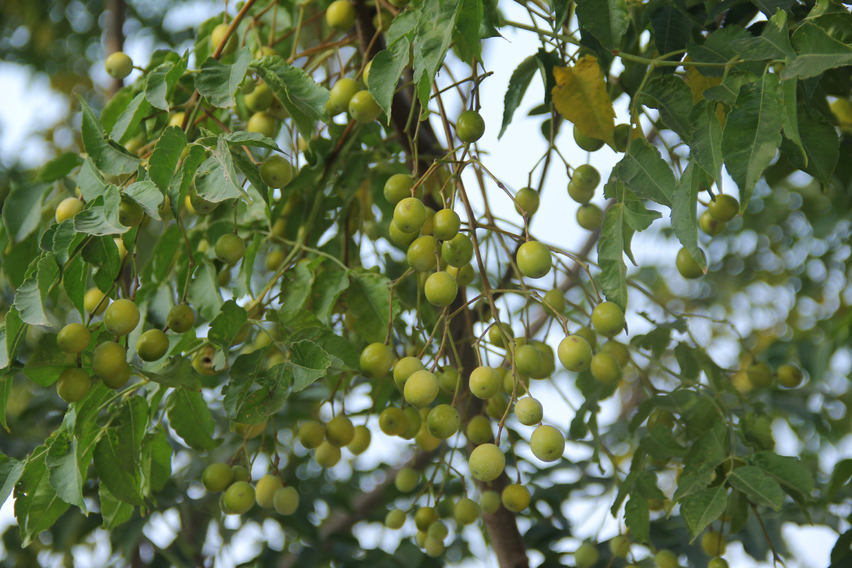 秋天老家的楝树