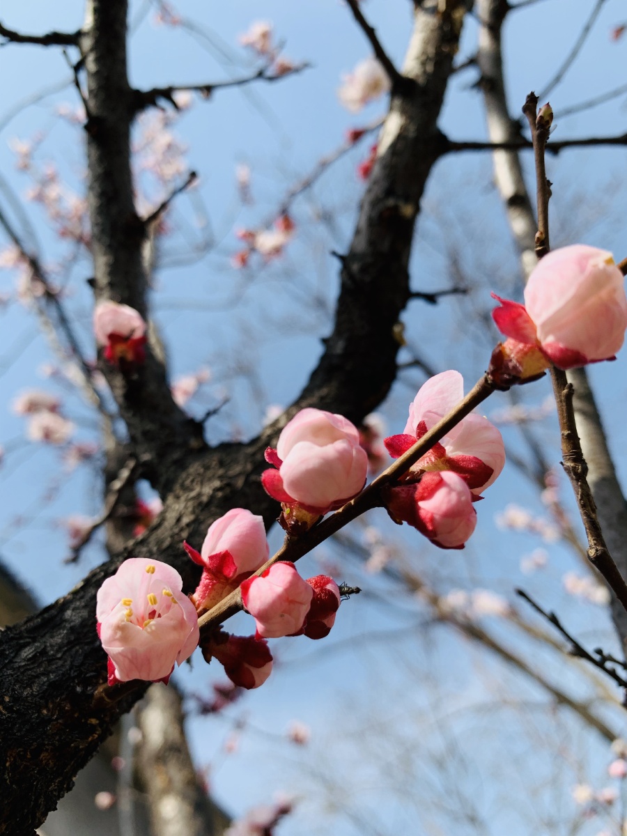 含苞待放的杏花 - 若寒89 - 图虫