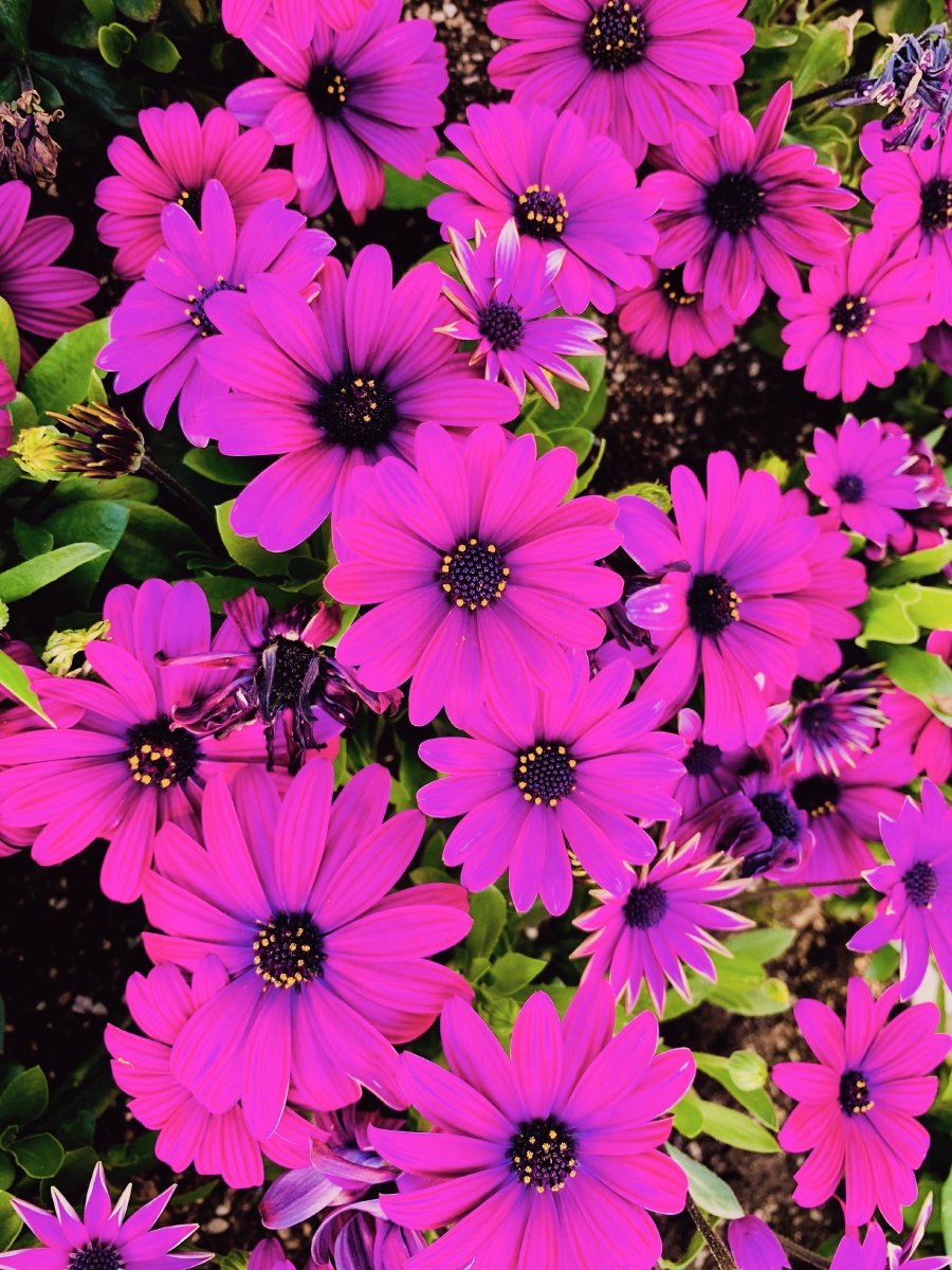 五颜六色的小花朵