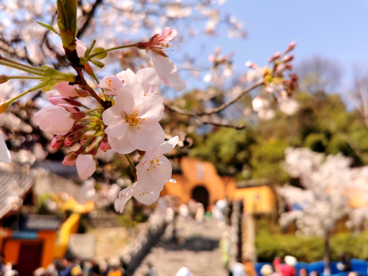 鸡鸣寺的樱花