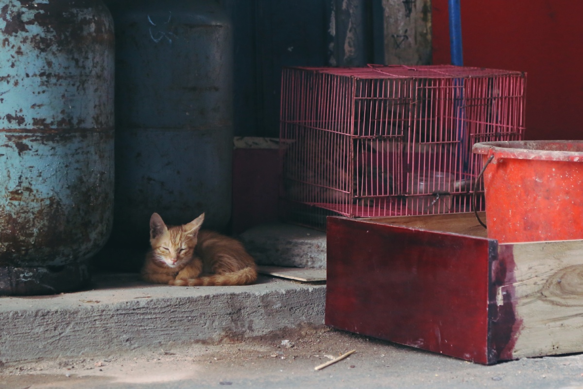 蜷缩在角落的流浪猫