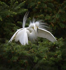 作品：《窃窃私语》 作者：任守兵  器材：适马150-600mm  F5-6.3  DG  OS  HSM（S）   F 6.3  ｜ 1／400s  ｜ ISO 320