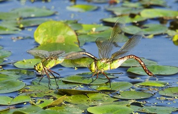 作品：《水上排卵》 作者：任守兵  器材：适马150-600mm  F5-6.3  DG  OS  HSM（S）   F 11  ｜ 1／1000s  ｜ ISO 1000