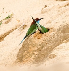 作品：《挖洞筑巢》 作者：任守兵  器材：适马150-600mm  F5-6.3  DG  OS  HSM（S）   F 8  ｜ 1／800s  ｜ ISO 800