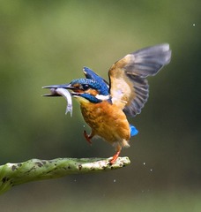 作品：《喜悦的脚步》 作者：任守兵  器材：适马150-600mm  F5-6.3  DG  OS  HSM（S）   F 11  ｜ 1／1250s  ｜ ISO 1000