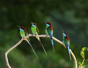 作品：《向右看齐》 作者：任守兵  器材：适马150-600mm  F5-6.3  DG  OS  HSM（S）   F 6  ｜ 1／640s  ｜ ISO 1000