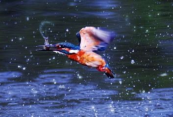 作品：《又抓一个活的》 作者：任守兵  器材：适马150-600mm  F5-6.3  DG  OS  HSM（S）   F 5.3  ｜ 1／1250s  ｜ ISO 200