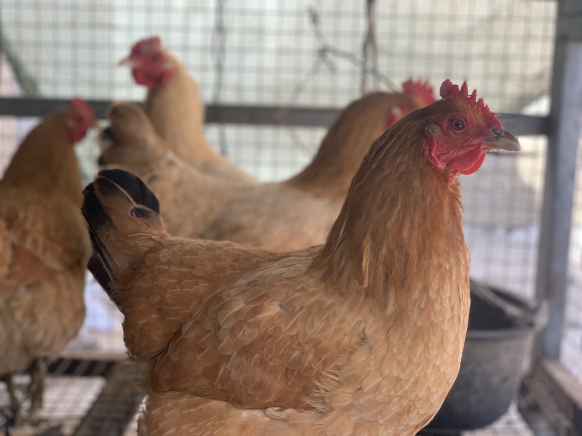 也许异人多出自于乡野或者说乡野遍布异人却无人知晓胭脂茉莉这独一无