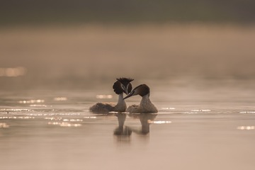 “_Z6I0247”为智能对象-1