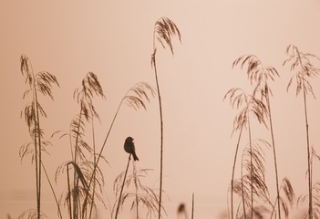 ““_Z6I0127”为智能对象-1”为智能对象-1