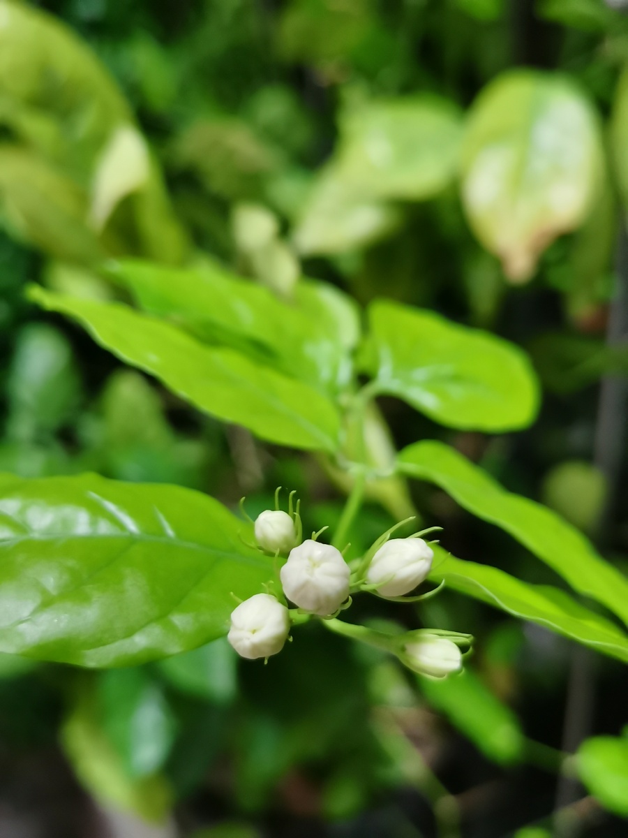 阳台的茉莉花,含苞待放 - 何小495