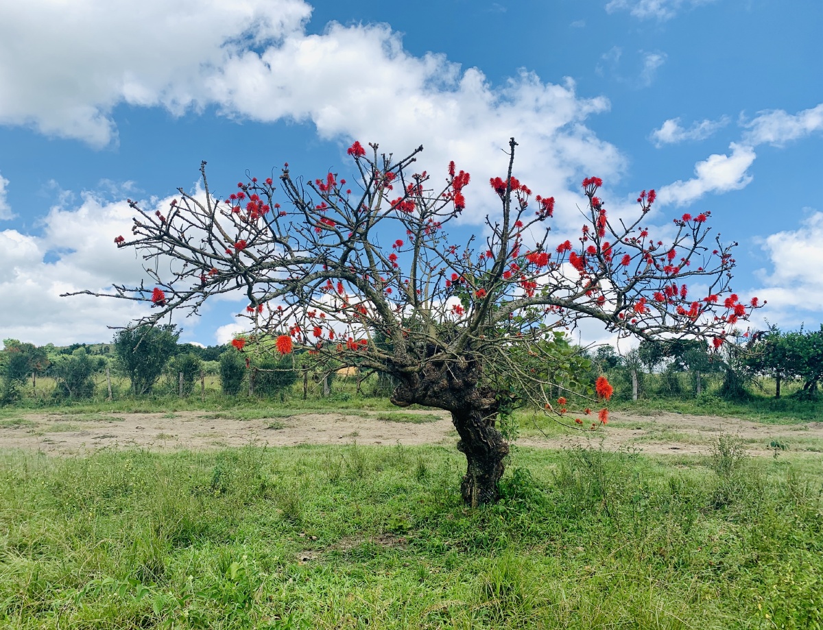 非洲万绿丛中一树花