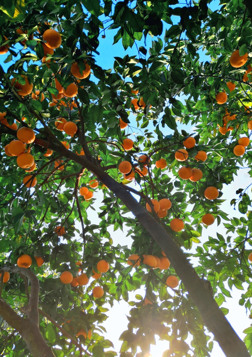 路边偶遇橙树满树挂满金果