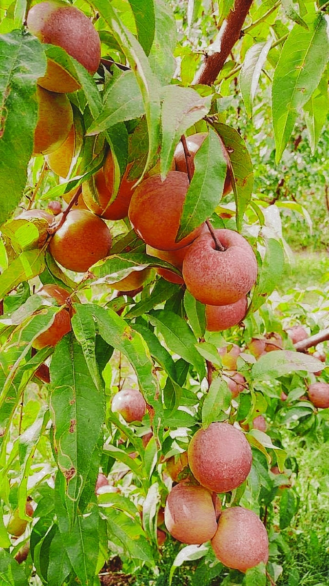 丰收季节硕果累累