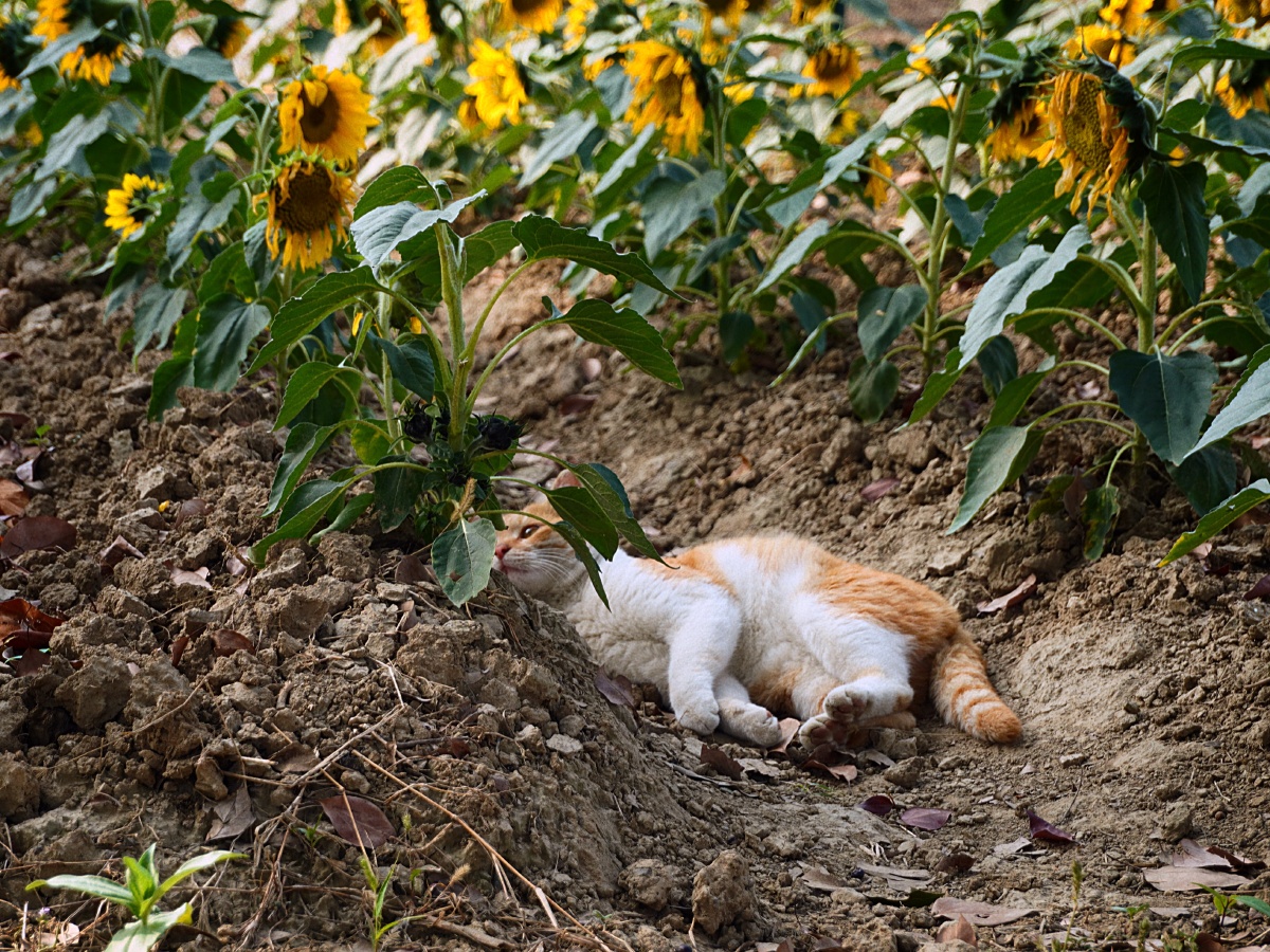 向日葵里的橘猫