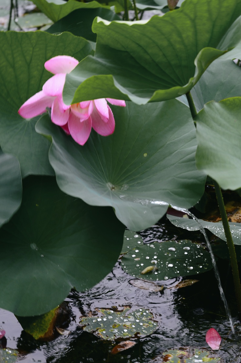 秋雨中的的荷花泽龙湖公园