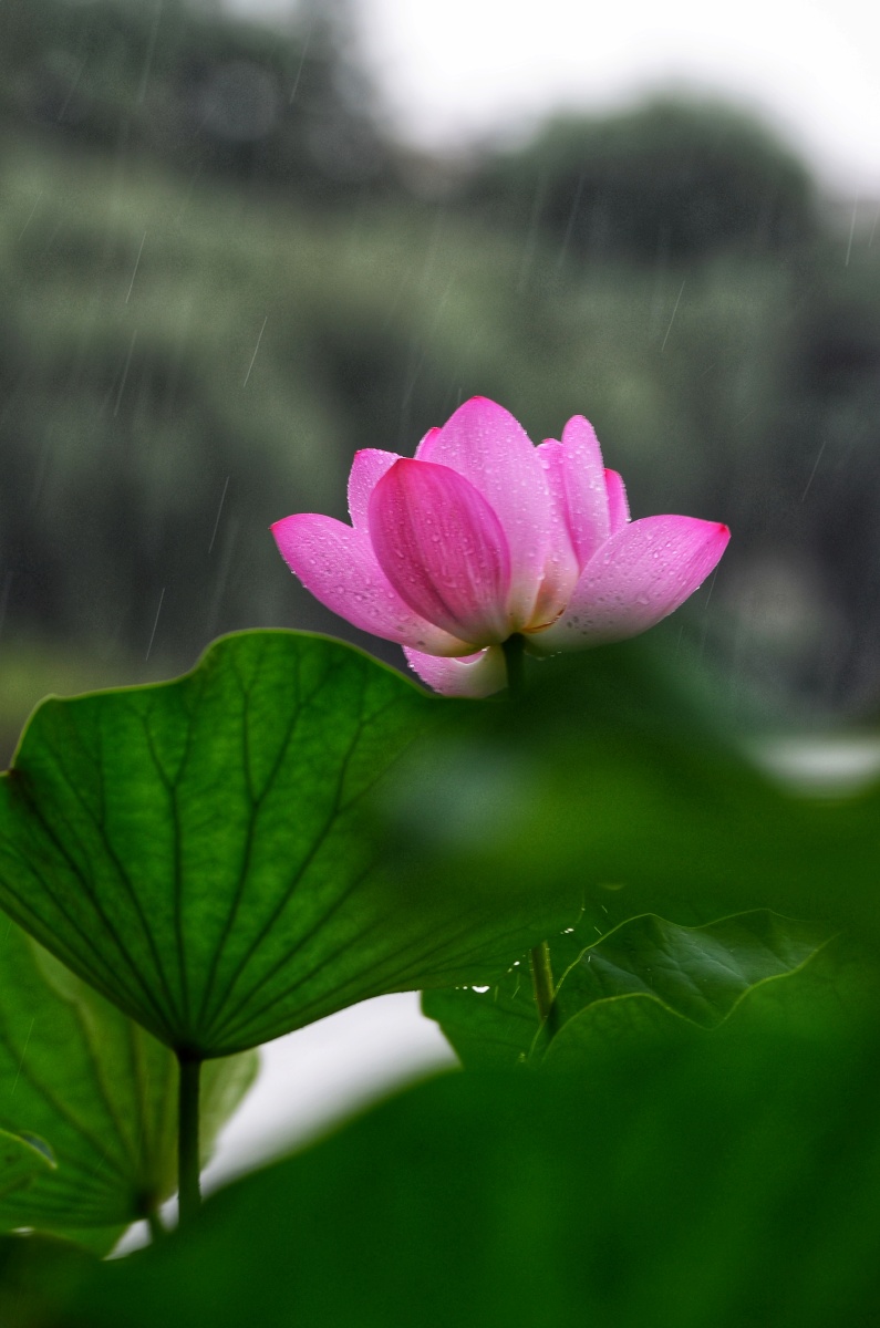 秋雨中的的荷花泽龙湖公园