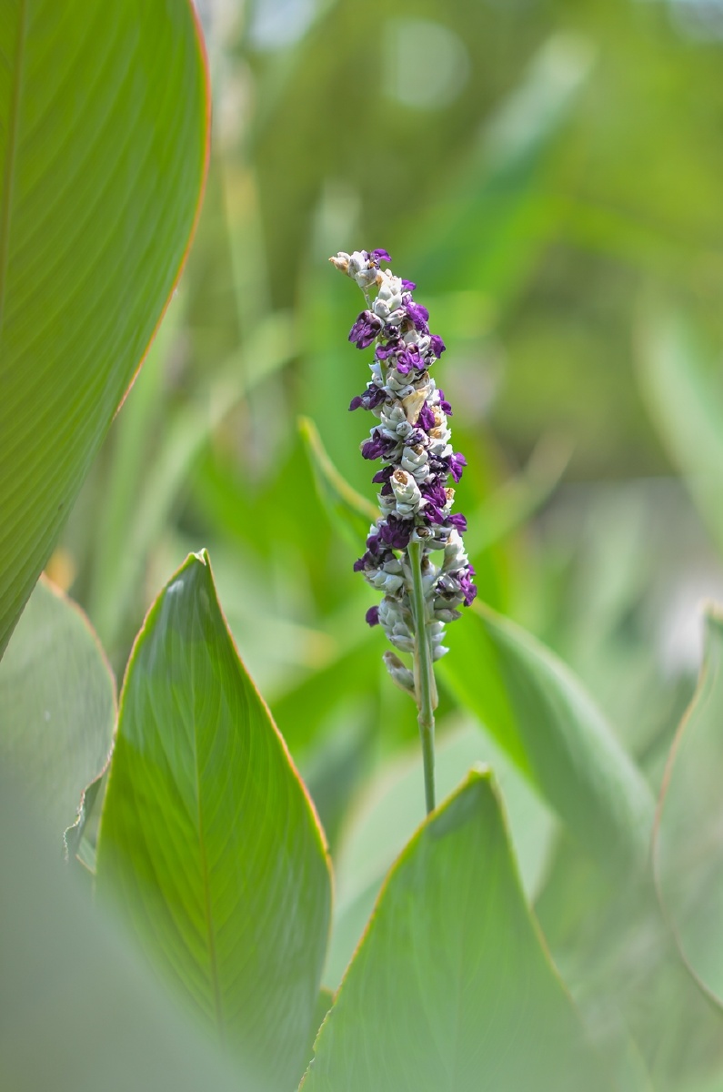再力花 - 我眼中的青岛 - 图虫网 - 优质摄影师交流社区