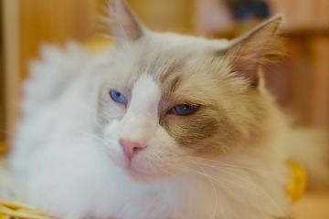 _DSC0520
