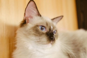 _DSC0544